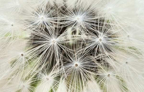 Белый цветок одуванчика крупным планом