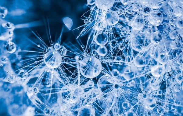 Покрытый каплями воды белый цветок одуванчика