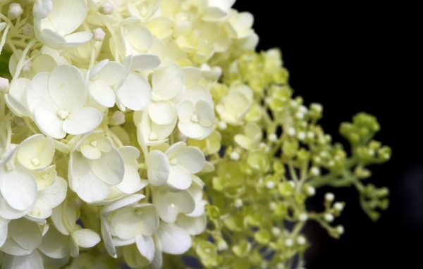 Белые нежные цветы гортензия крупным планом