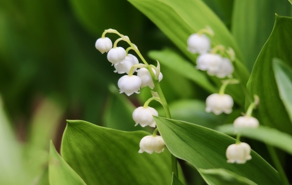 Белые нежные цветы ландыша с зелеными листьями