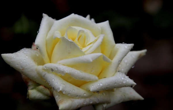 Белая нежная роза с росой на лепестках