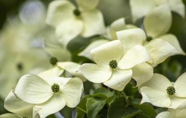 Белые цветы кизила крупным планом