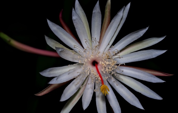 Белый экзотический цветок кактуса