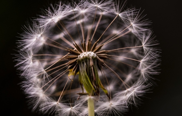 Белый отцветший одуванчик на черном фоне