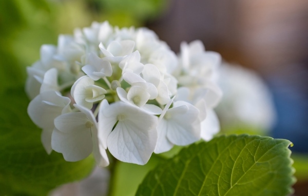 Белые цветы гортензии с зелеными листьями