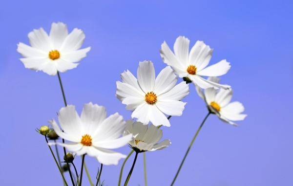 Белые цветы космея на фоне голубого неба