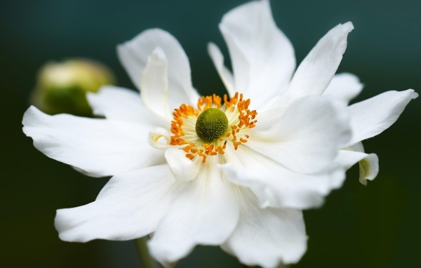 Белый крупный цветок анемоны в саду