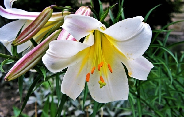 Белые крупные цветы садовой лилии с бутонами