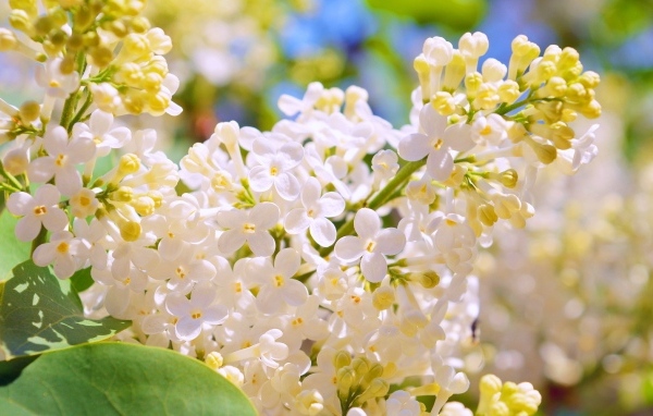 Белые цветы сирени крупным планом