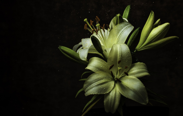 Белые цветы лилии в каплях росы на черном фоне
