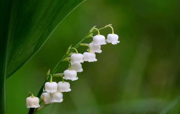Белый ландыш крупным планом