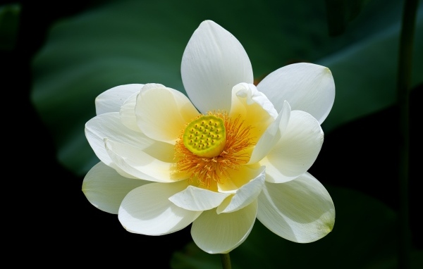 Белый цветок лотоса с желтой серединкой крупным планом