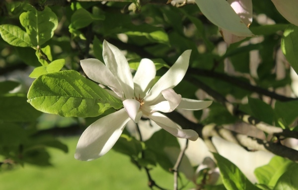 Белый цветок магнолии в зеленых листьях