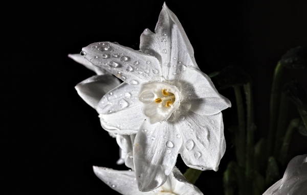 Белый цветок нарцисса в каплях росы