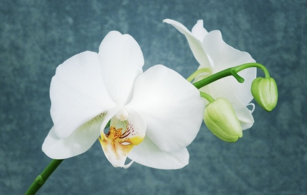Белые орхидеи с бутонами на фоне серой стены