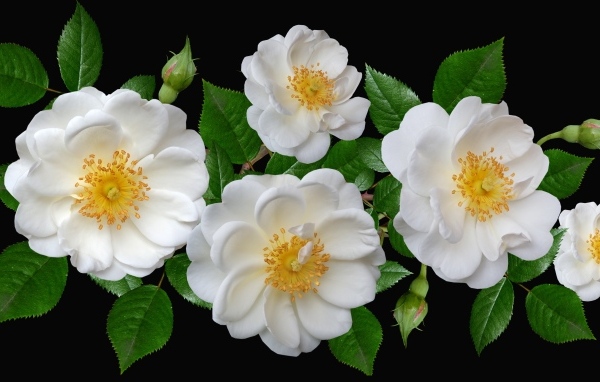 Белые парковые розы с бутонами на черном фоне