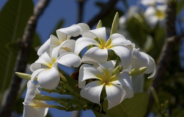 Белые цветы плюмерии в лучах солнца