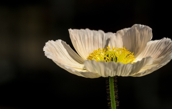 Белый цветок мака крупным планом