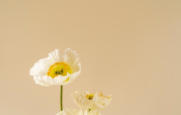 Белые цветы мака на бежевом фоне