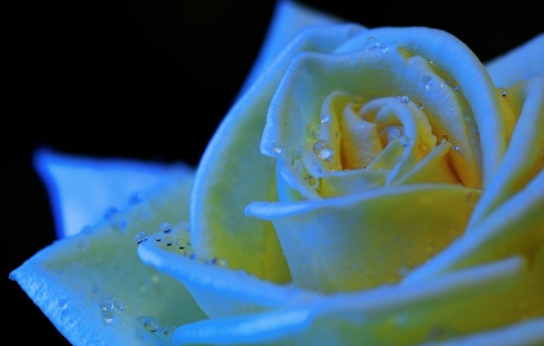 Белый бутон розы в каплях росы