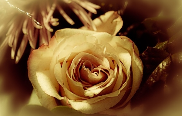 Белый цветок розы в букете вблизи