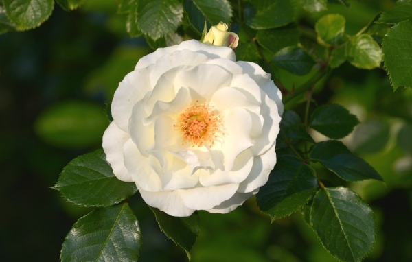 Белая роза в зеленых листьях на клумбе