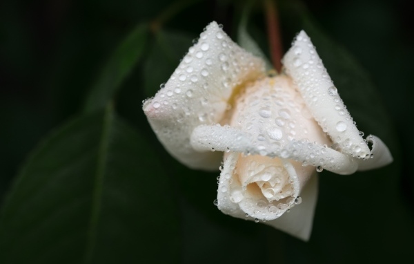 Белая роза в каплях воды крупным планом