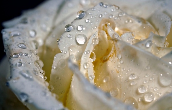 Лепестки белой розы в каплях росы крупным планом