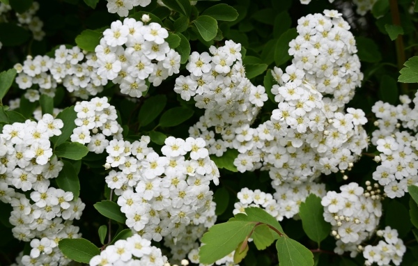 Белые цветы рябины крупным планом