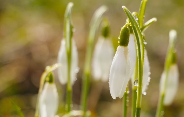 Белые цветы подснежника в каплях росы