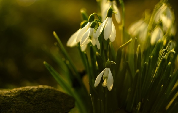 Белые цветы подснежника в лучах весеннего солнца