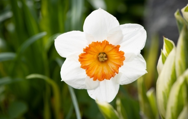 Белый весенний нарцисс крупным планом