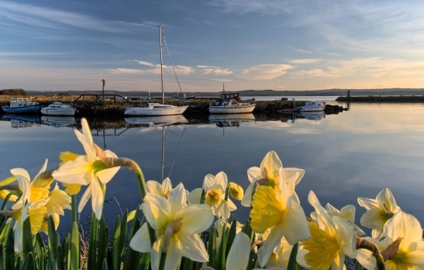Белые весенние нарциссы растут у воды