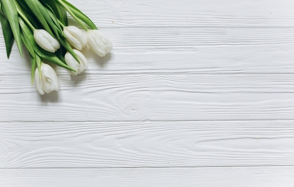 White tulips in the corner on a white wooden background