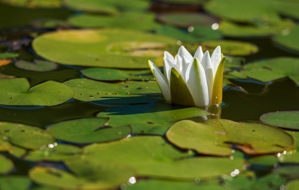 Белая водяная лилия распускается в пруду
