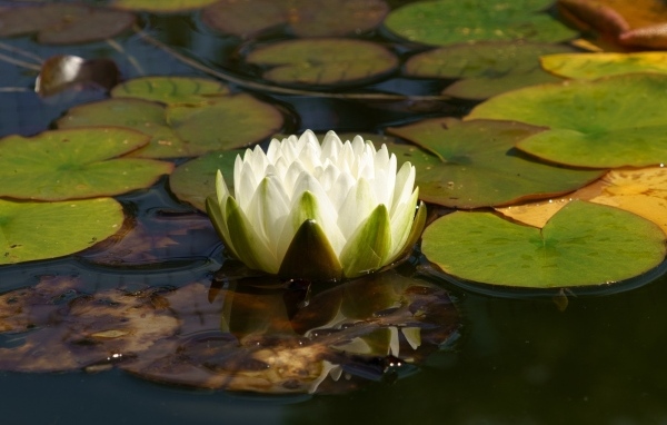 Белая водяная лилия плавает в зеленых листьях