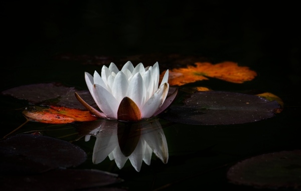 Белый цветок водяной лилии с большим зелеными листьями в пруду