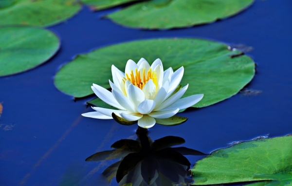 Белая водяная лилия с большими зелеными листьями в пруду