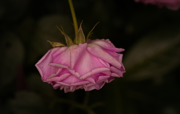 Увядшая розовая роза