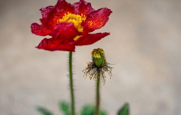 Увядшие лепестки красного мака