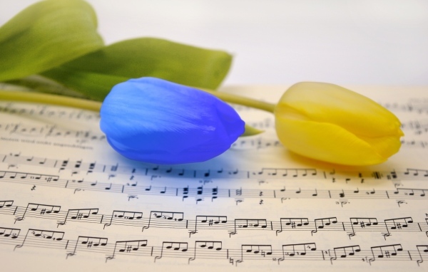 Желтый и синий тюльпан лежат на нотной тетради