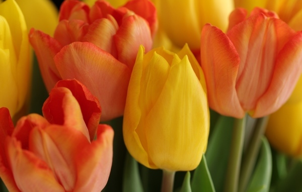 Желтые и оранжевые тюльпаны крупным планом