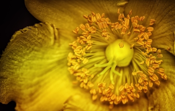 Желтый цветок анемоны крупным планом