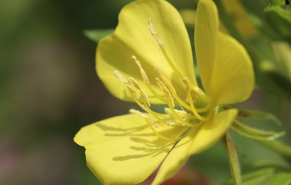 Желтый красивый цветок энотера