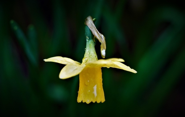 Желтый нарцисс в каплях росы