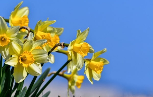 Желтые нарциссы на фоне голубого неба весной