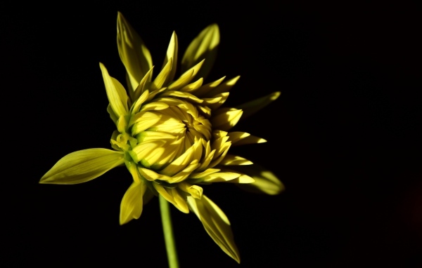 Желтый цветок георгина на черном фоне