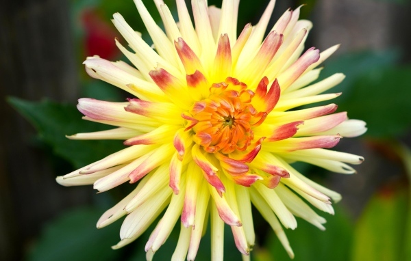 Цветок желтого георгина с острыми лепестками