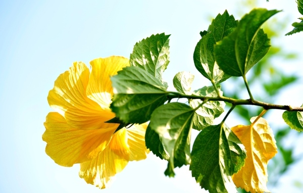 Желтый цветок гибискуса с зелеными листьями на ветке