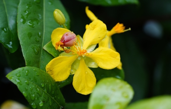 Желтый цветок гиперкум в каплях дождя